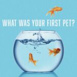 First Pet Interaction