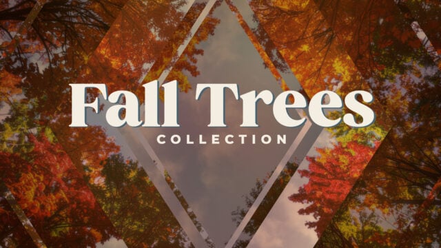 Fall Trees